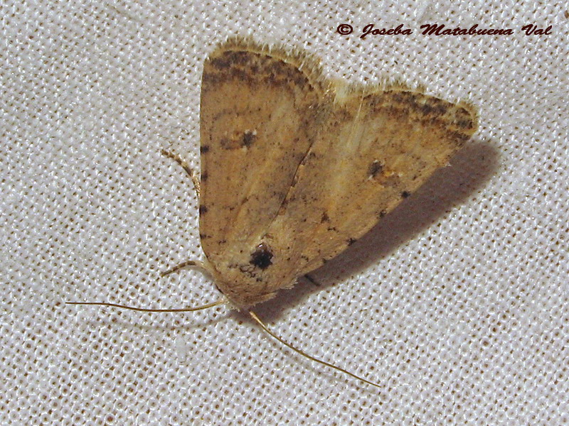 Heliothis nubigera? No, Caradrina sp., Noctuidae